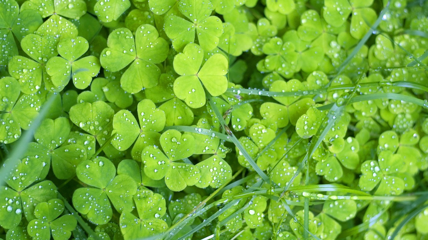 Flowers green leaf close-up wallpaper (1) #11 - 1366x768