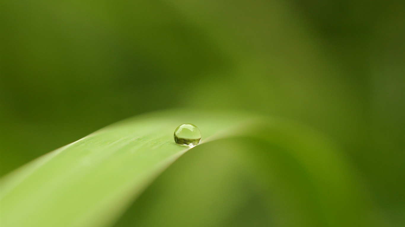 Flowers green leaf close-up wallpaper (1) #13 - 1366x768