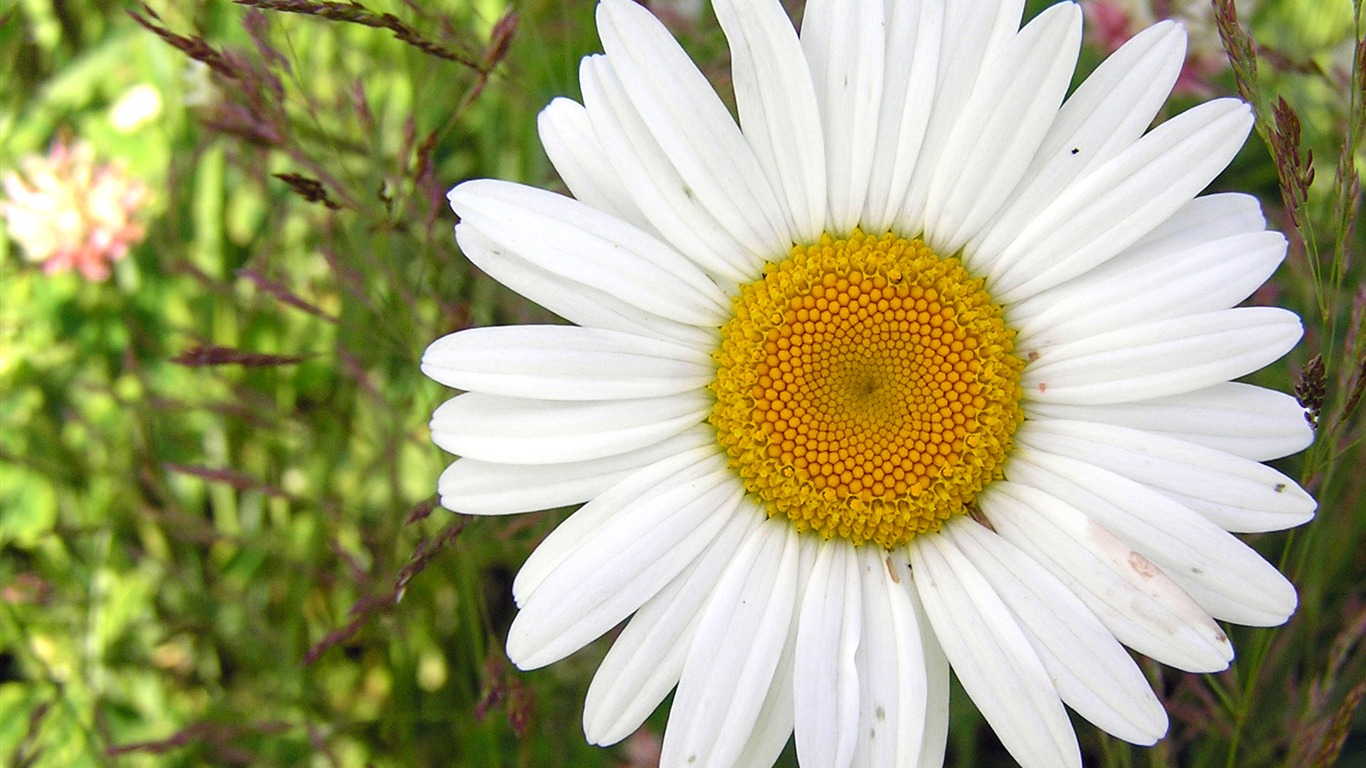 Flowers green leaf close-up wallpaper (1) #15 - 1366x768