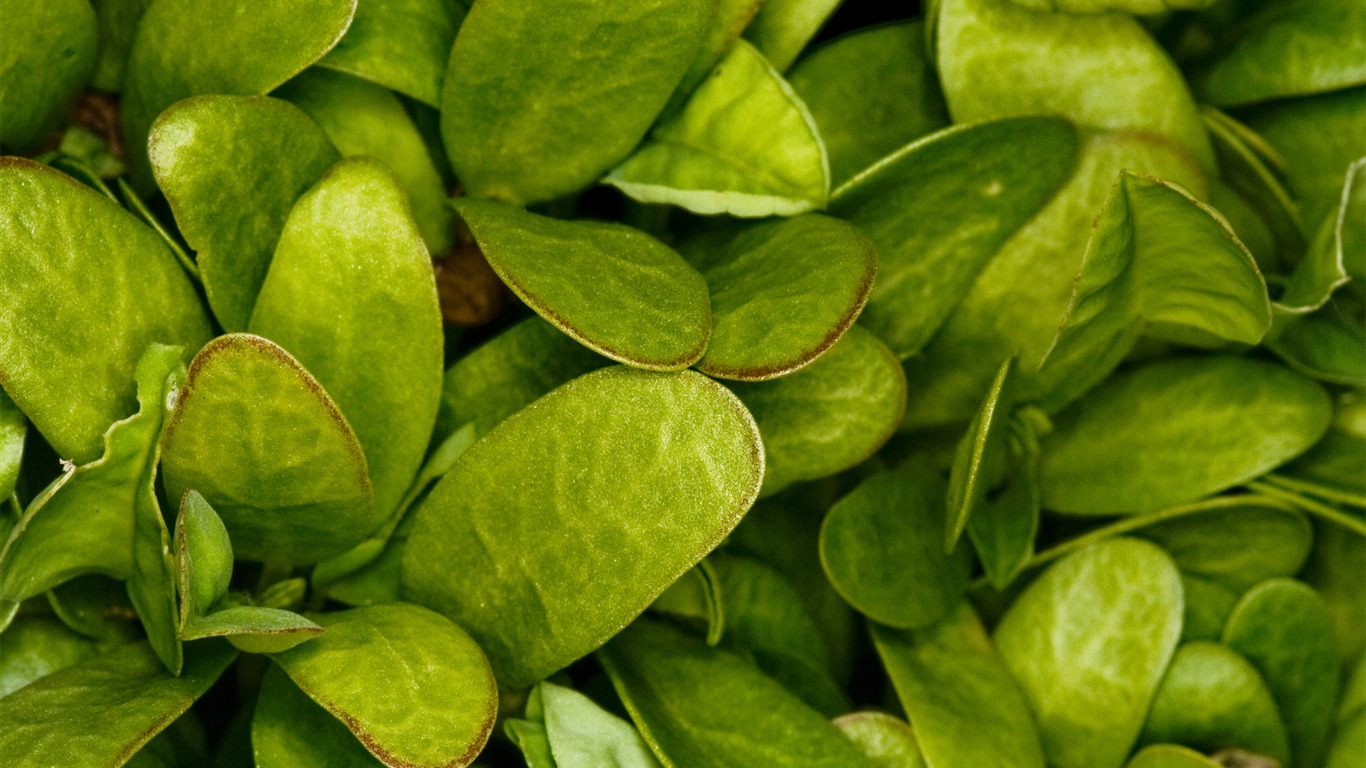 Flowers green leaf close-up wallpaper (2) #3 - 1366x768