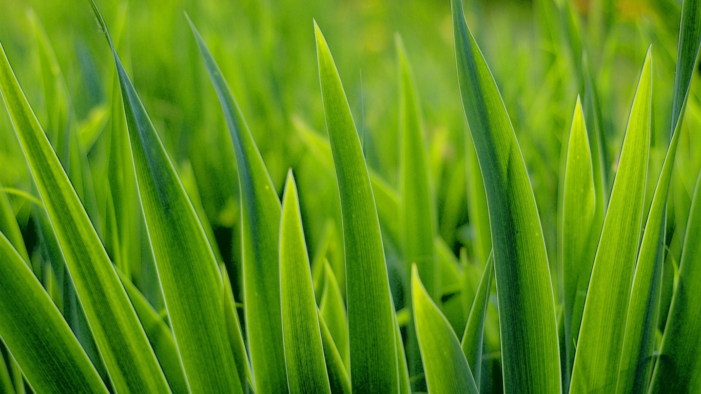 Fleurs vert feuille papier peint close-up (2) #4 - 1366x768