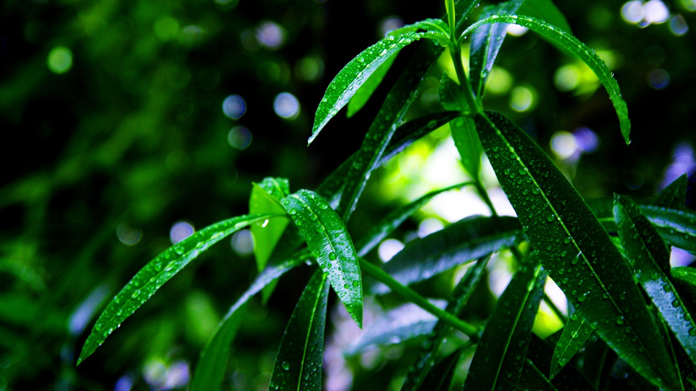 Flowers green leaf close-up wallpaper (2) #6 - 1366x768