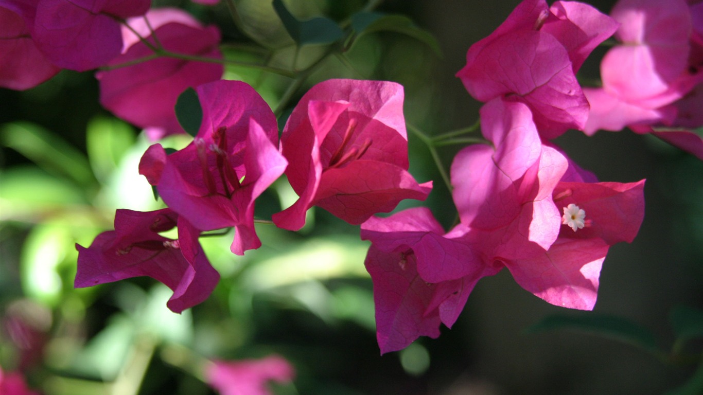 Flowers green leaf close-up wallpaper (2) #10 - 1366x768