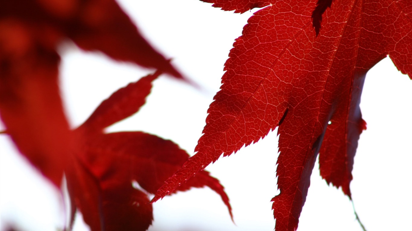 Flowers green leaf close-up wallpaper (2) #11 - 1366x768