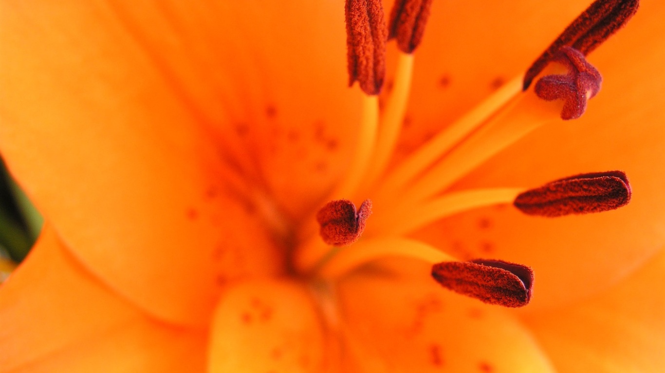 Flowers green leaf close-up wallpaper (2) #12 - 1366x768