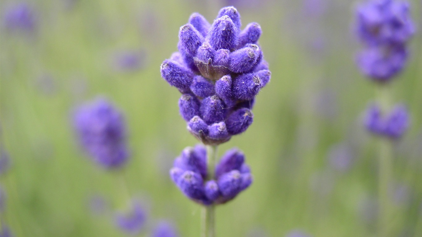 Flowers green leaf close-up wallpaper (2) #14 - 1366x768