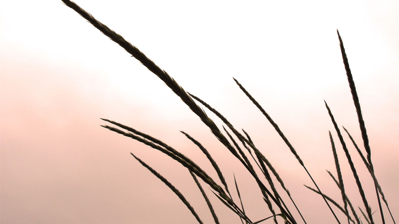鮮花綠葉特寫 壁紙(二) #15 - 1366x768