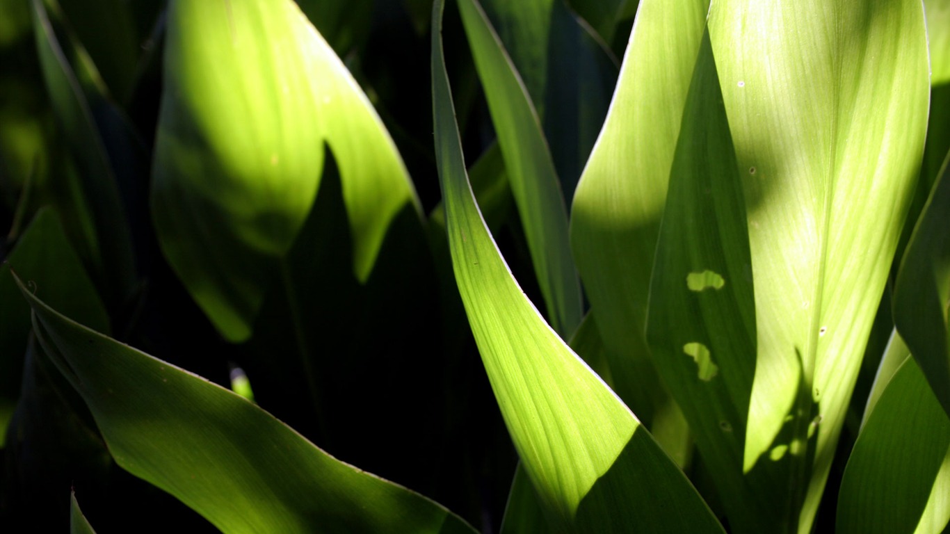 Flowers green leaf close-up wallpaper (2) #17 - 1366x768