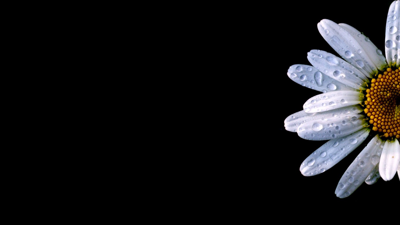 鮮花綠葉特寫 壁紙(二) #19 - 1366x768