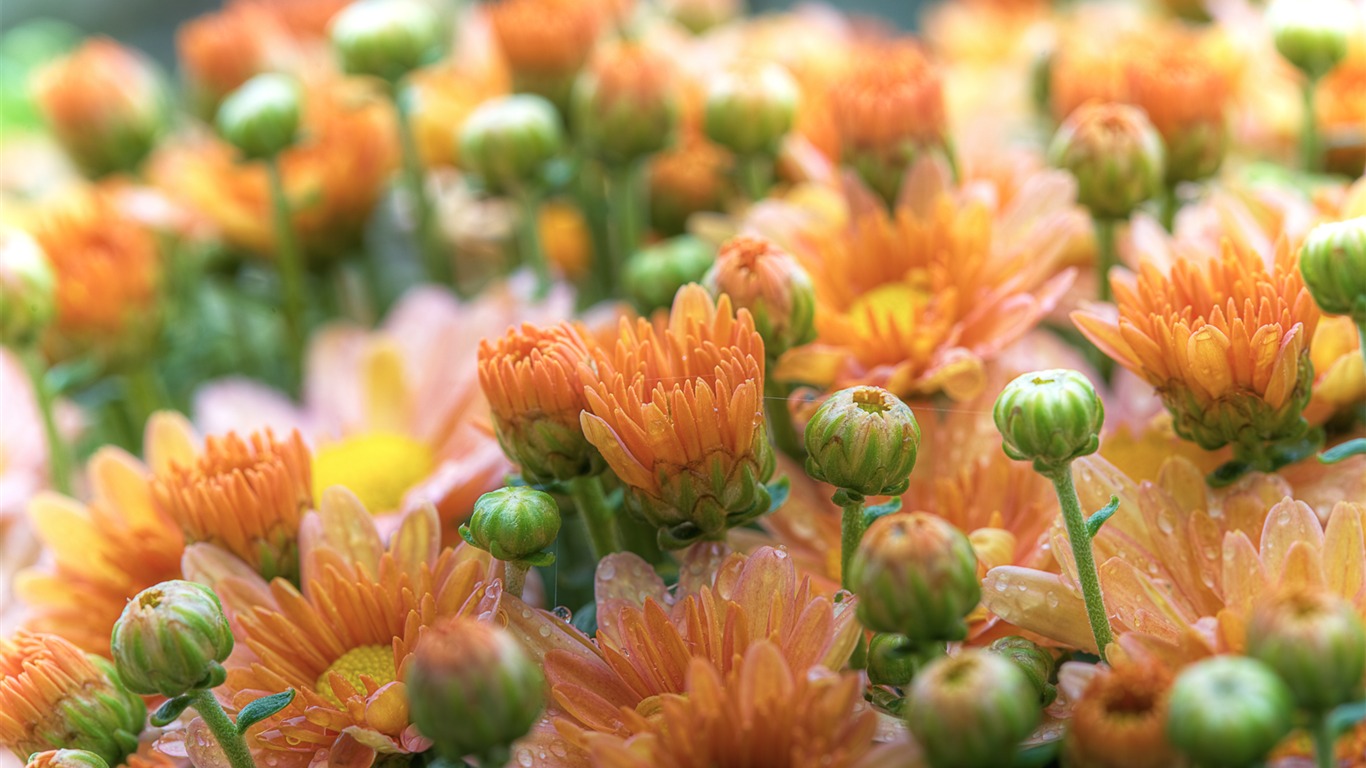 Flowers green leaf close-up wallpaper (3) #4 - 1366x768