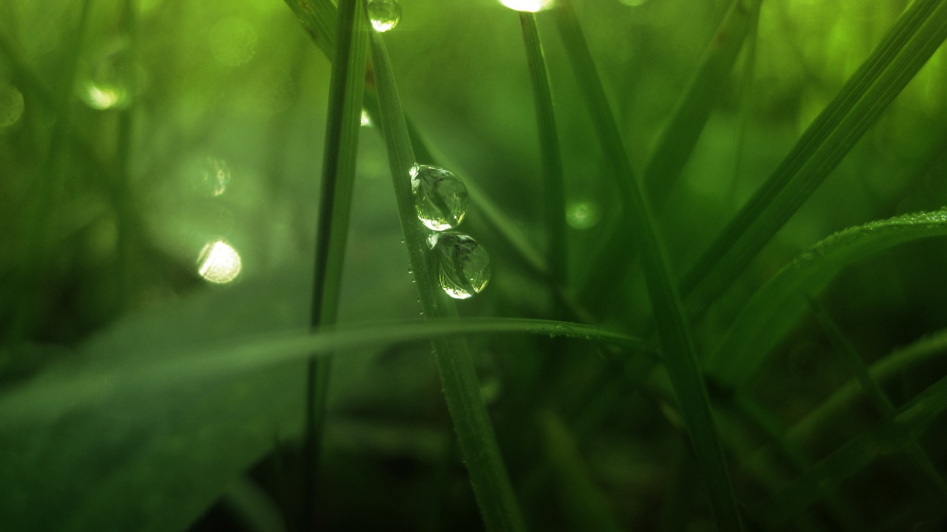 鮮花綠葉特寫 壁紙(三) #5 - 1366x768