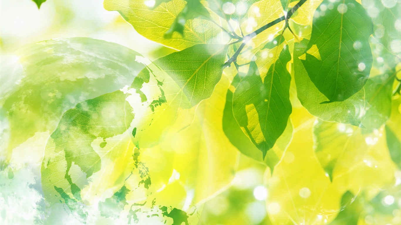鮮花綠葉特寫 壁紙(三) #8 - 1366x768