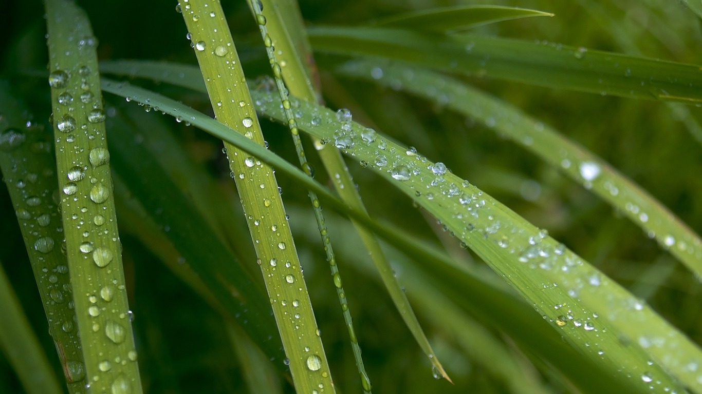 Flowers green leaf close-up wallpaper (3) #14 - 1366x768