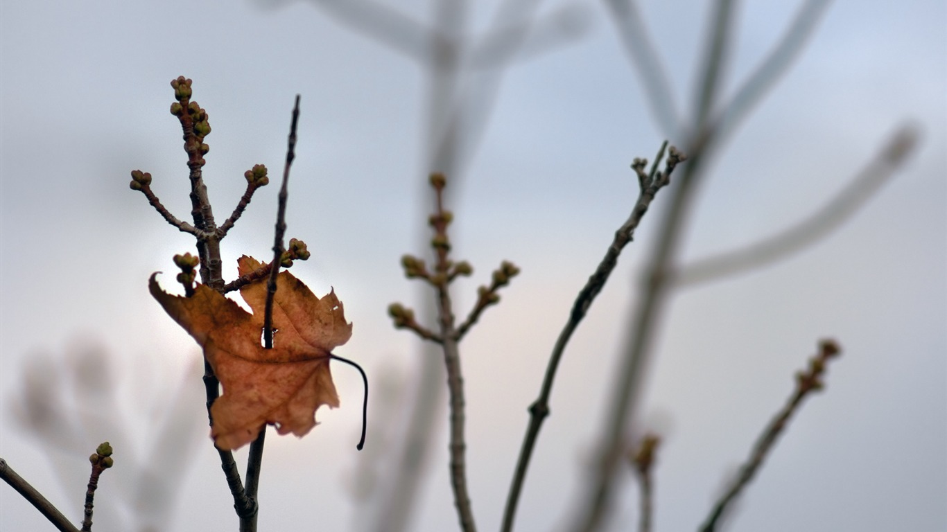 Flowers green leaf close-up wallpaper (3) #16 - 1366x768