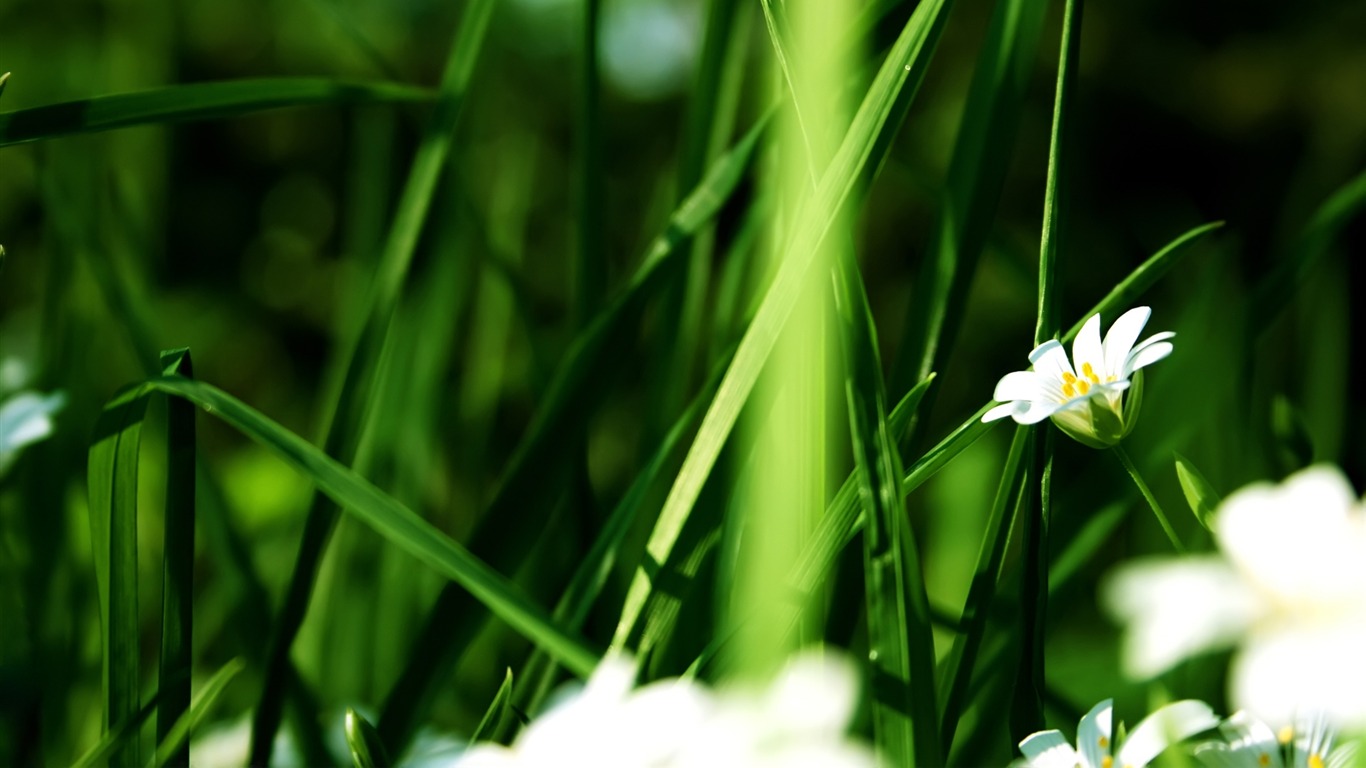 Fleurs vert feuille papier peint close-up (3) #17 - 1366x768