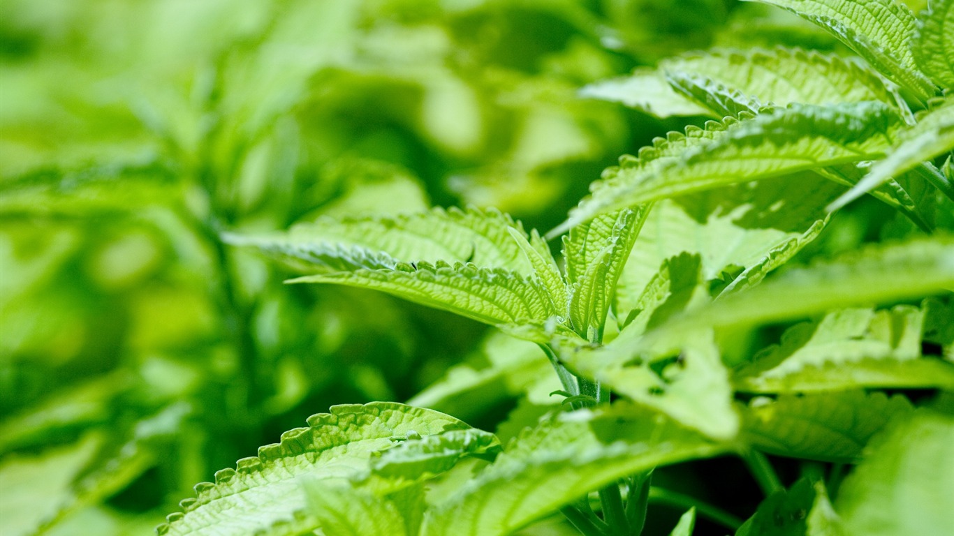 鮮花綠葉特寫 壁紙(三) #20 - 1366x768