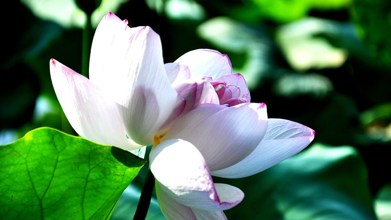 鮮花綠葉特寫 壁紙(四) #2 - 1366x768