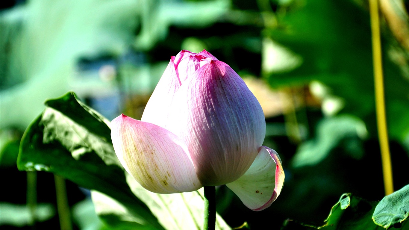 Flowers green leaf close-up wallpaper (4) #4 - 1366x768