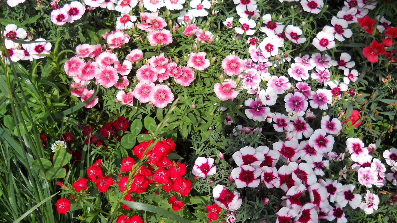 鮮花綠葉特寫 壁紙(四) #8 - 1366x768