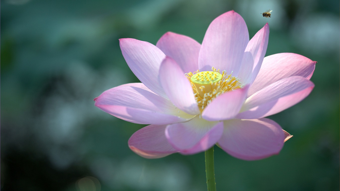 鮮花綠葉特寫 壁紙(四) #11 - 1366x768