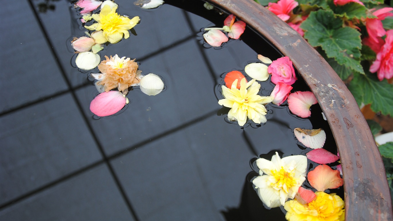 Flowers green leaf close-up wallpaper (4) #18 - 1366x768