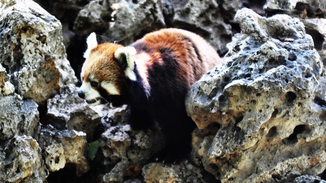 Animal Widescreen Wallpapers Collection (14) #4 - 1366x768
