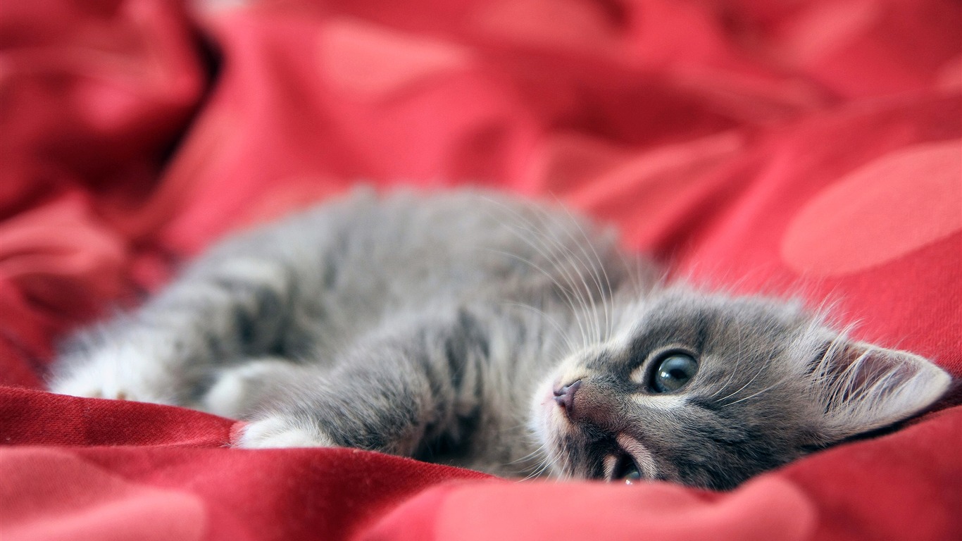 Animal Widescreen Wallpapers Collection (14) #16 - 1366x768