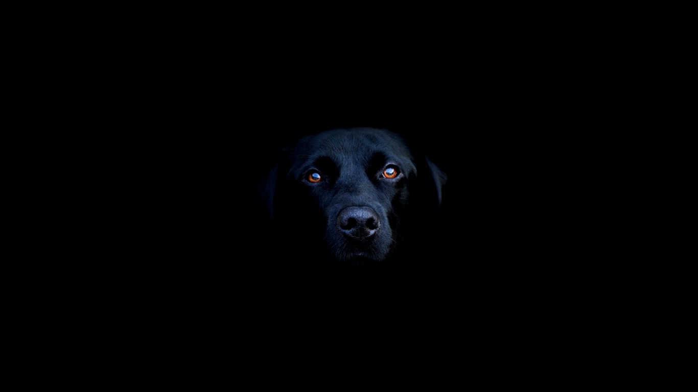 Animal Widescreen Wallpapers Collection (14) #20 - 1366x768