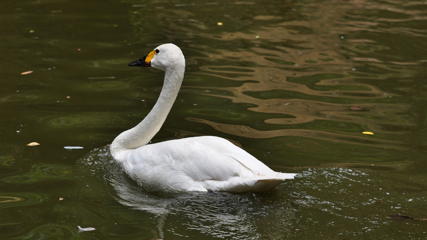Animal Widescreen Wallpapers Collection (13) #2 - 1366x768