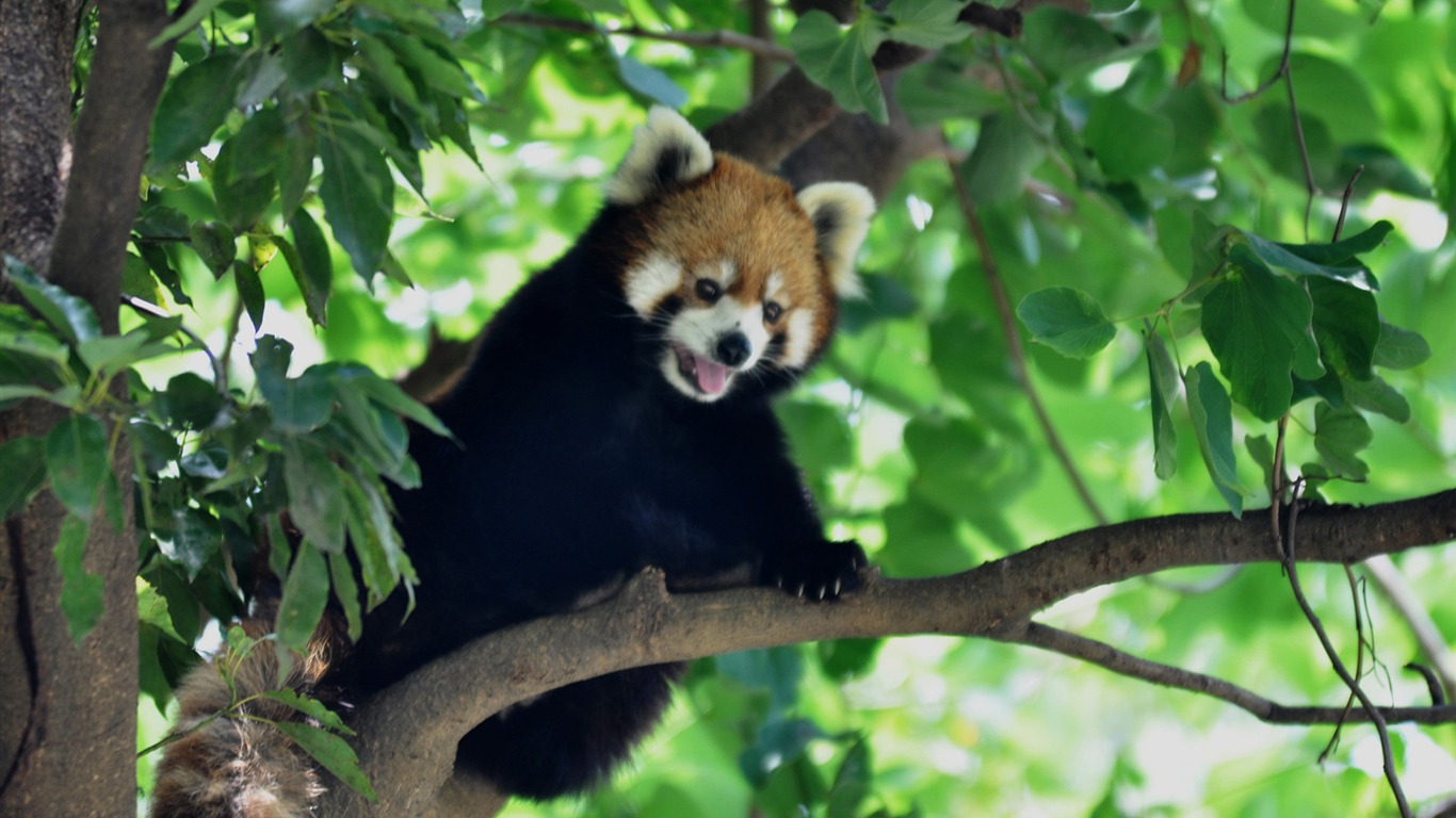 Animal Widescreen Wallpapers Collection (13) #8 - 1366x768