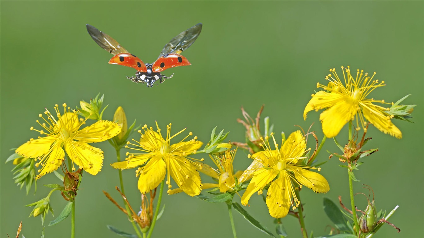 Widescreen wallpaper flowers close-up (13) #3 - 1366x768