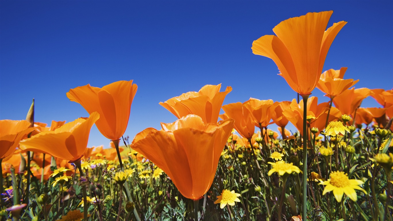 Widescreen wallpaper flowers close-up (13) #4 - 1366x768