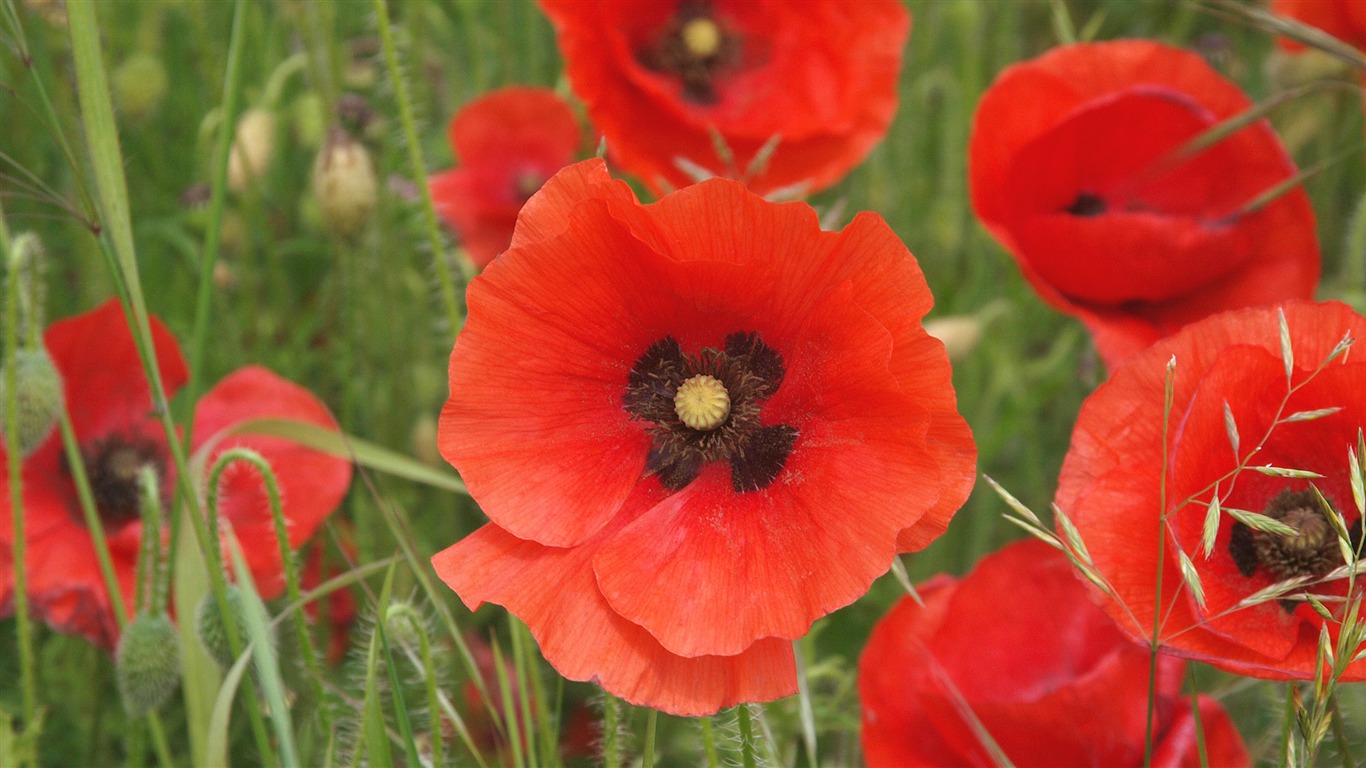 fleurs fond d'écran Widescreen close-up (13) #6 - 1366x768