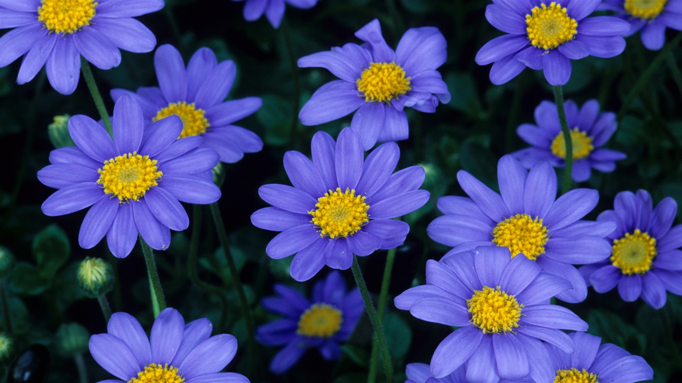 Widescreen wallpaper flowers close-up (13) #11 - 1366x768