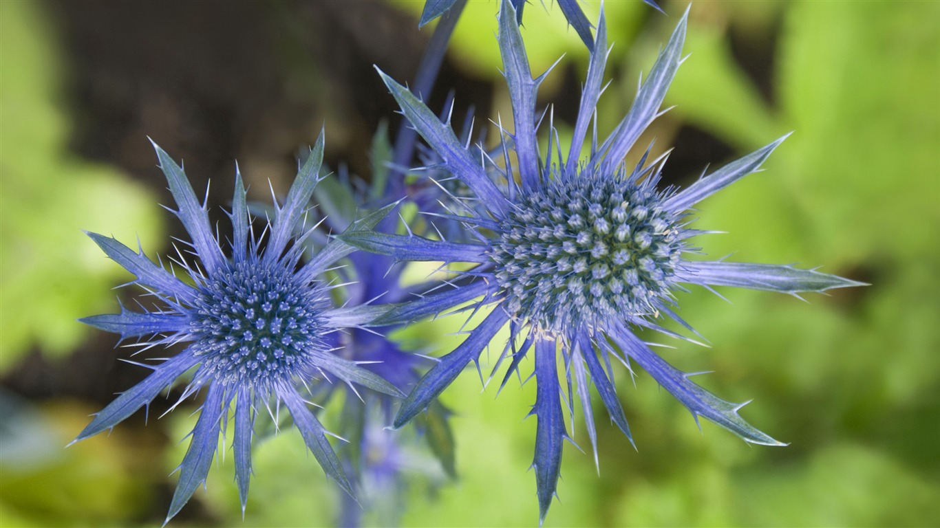 宽屏鲜花特写 壁纸(13)12 - 1366x768