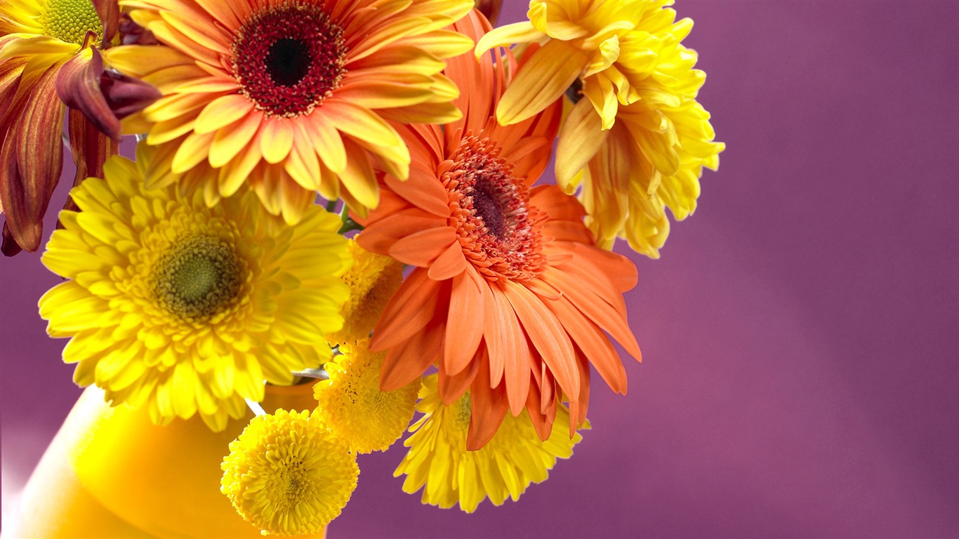 fleurs fond d'écran Widescreen close-up (13) #16 - 1366x768