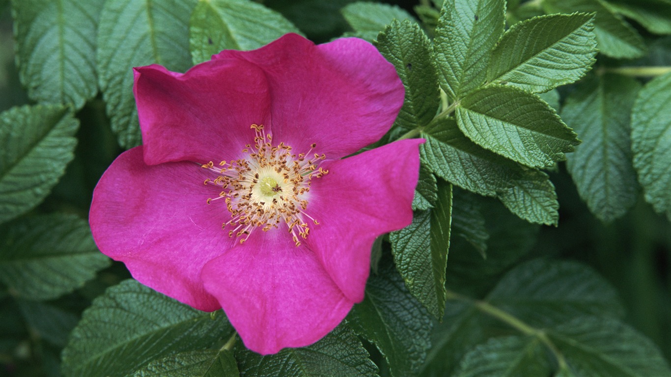 宽屏鲜花特写 壁纸(13)17 - 1366x768