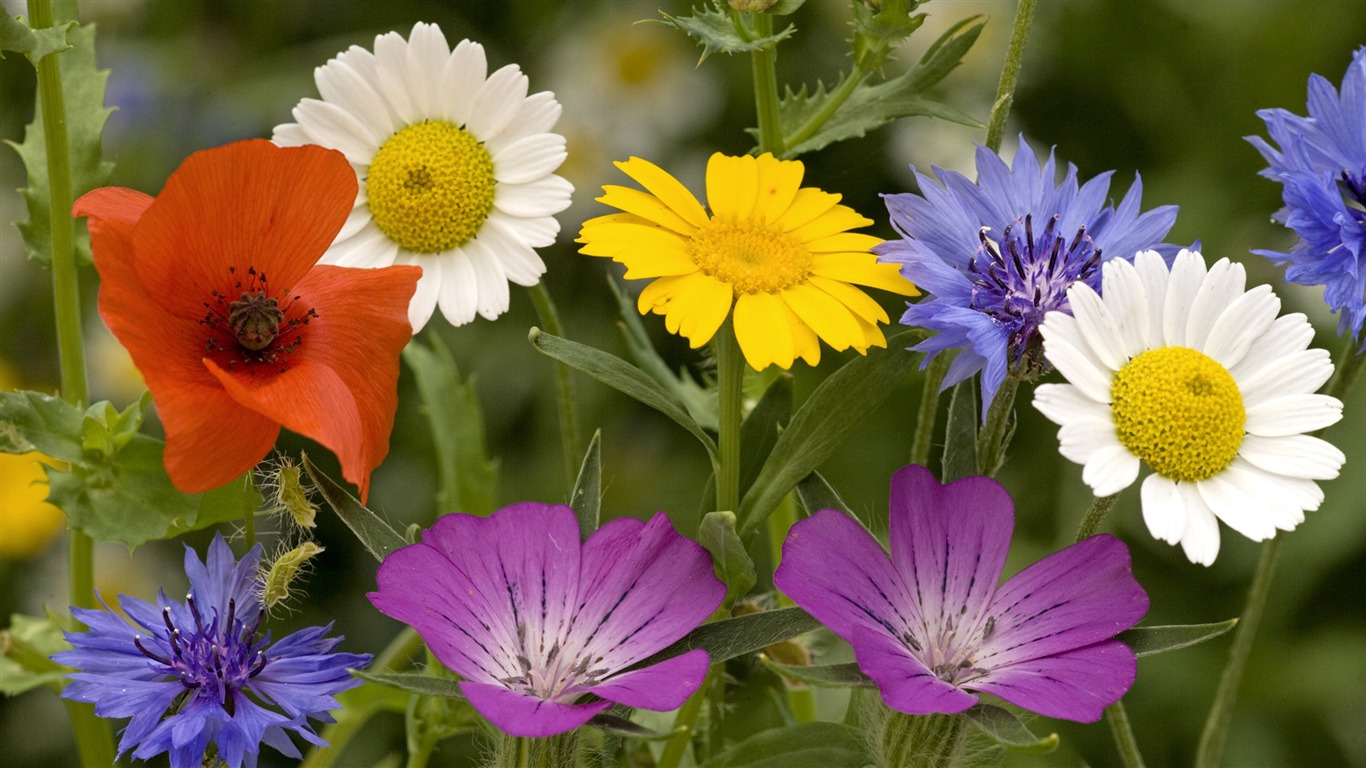 fleurs fond d'écran Widescreen close-up (13) #18 - 1366x768