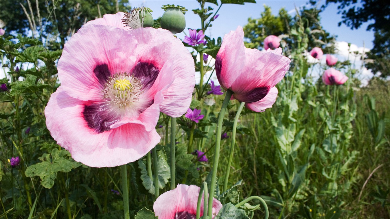 宽屏鲜花特写 壁纸(13)19 - 1366x768