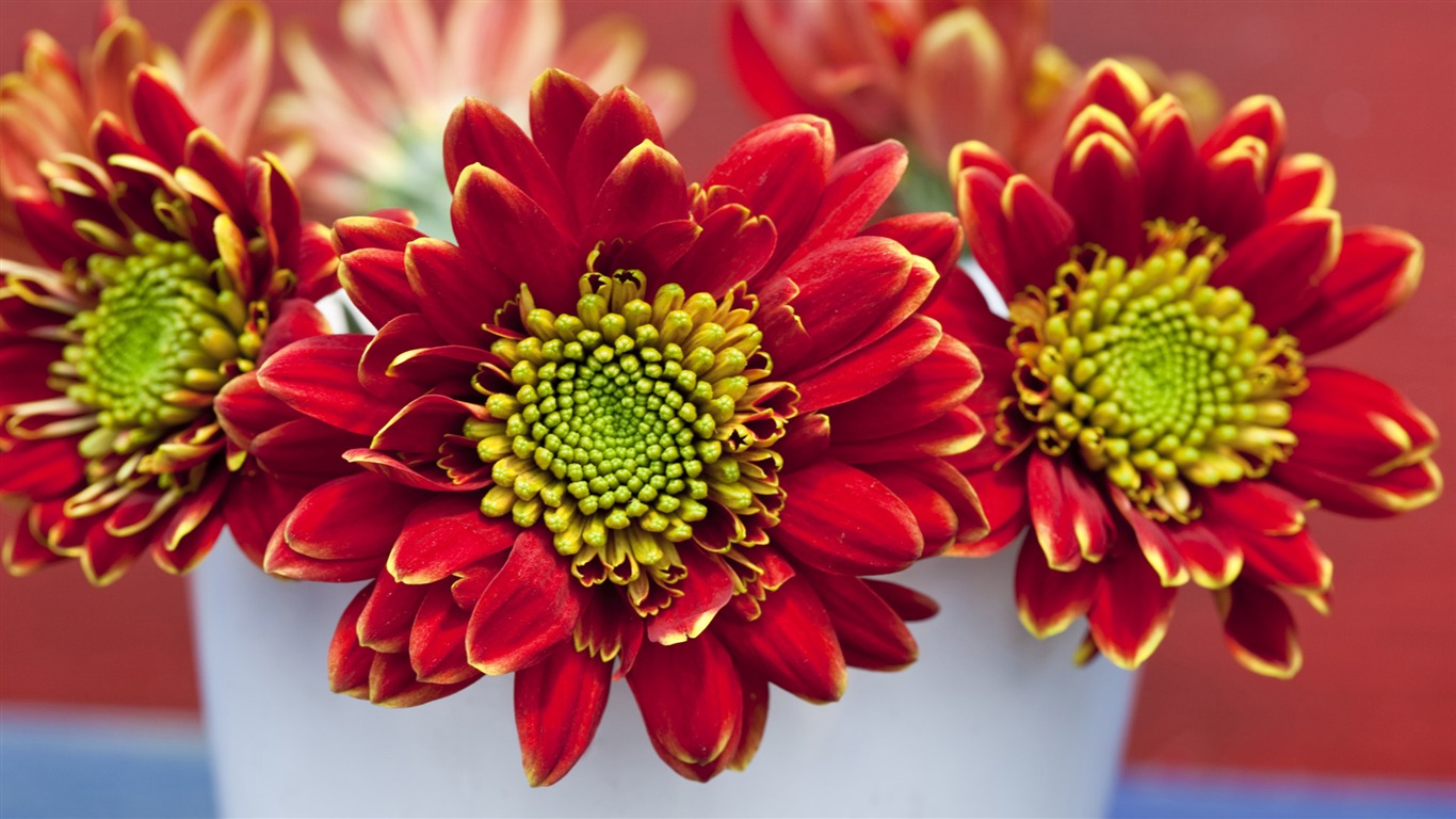 Widescreen wallpaper flowers close-up (14) #1 - 1366x768