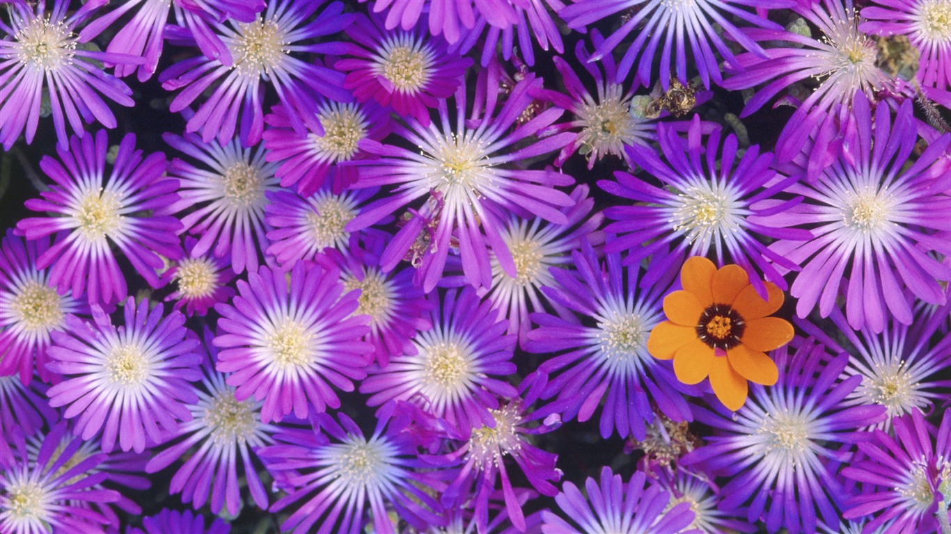 Widescreen wallpaper flowers close-up (14) #5 - 1366x768