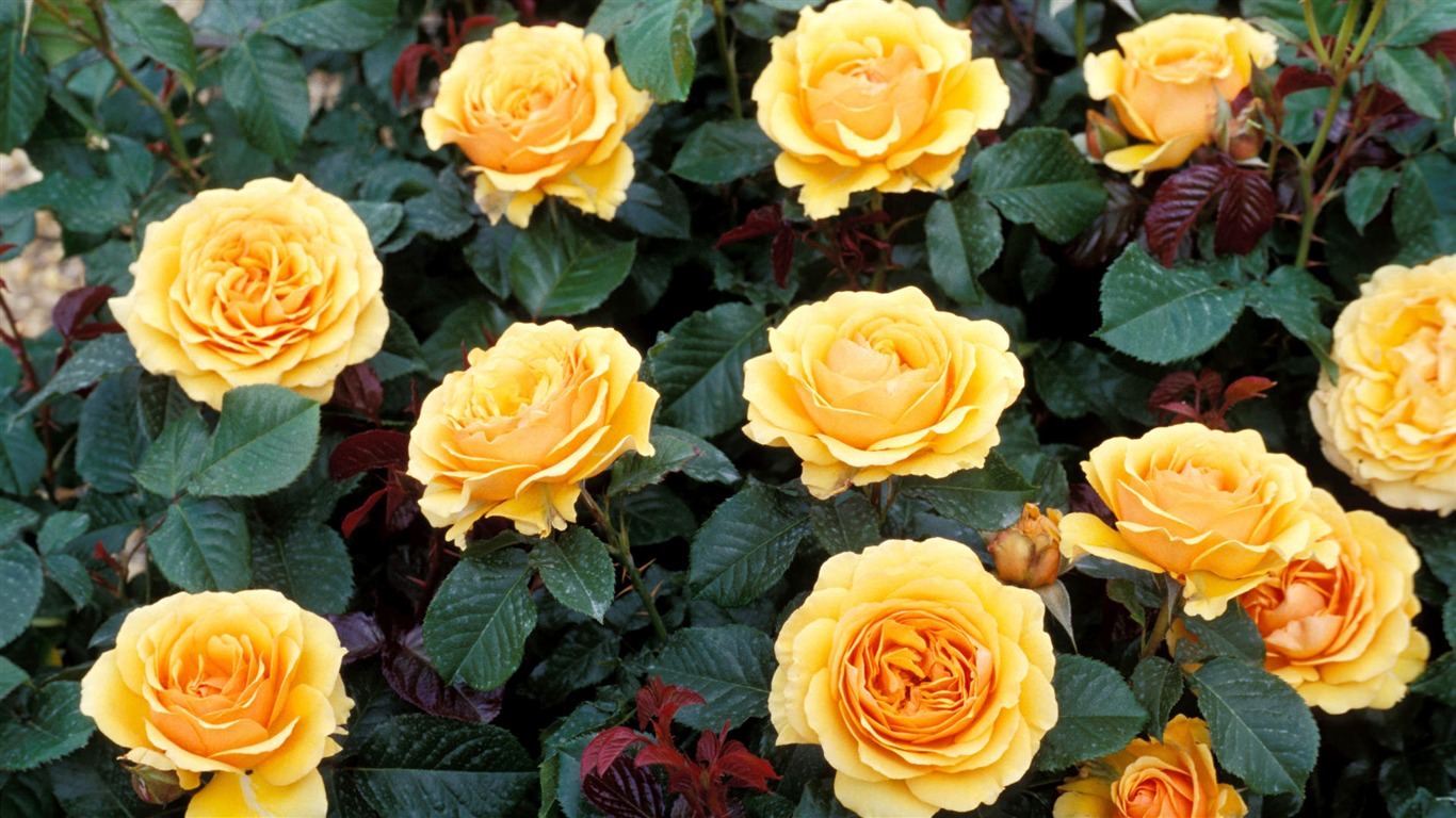 寬屏鮮花特寫 壁紙(14) #6 - 1366x768