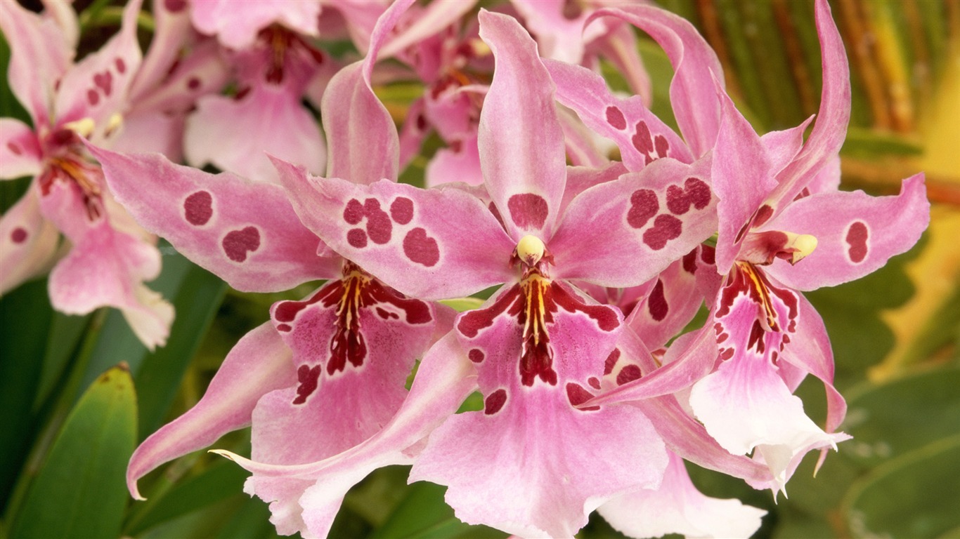 宽屏鲜花特写 壁纸(14)8 - 1366x768