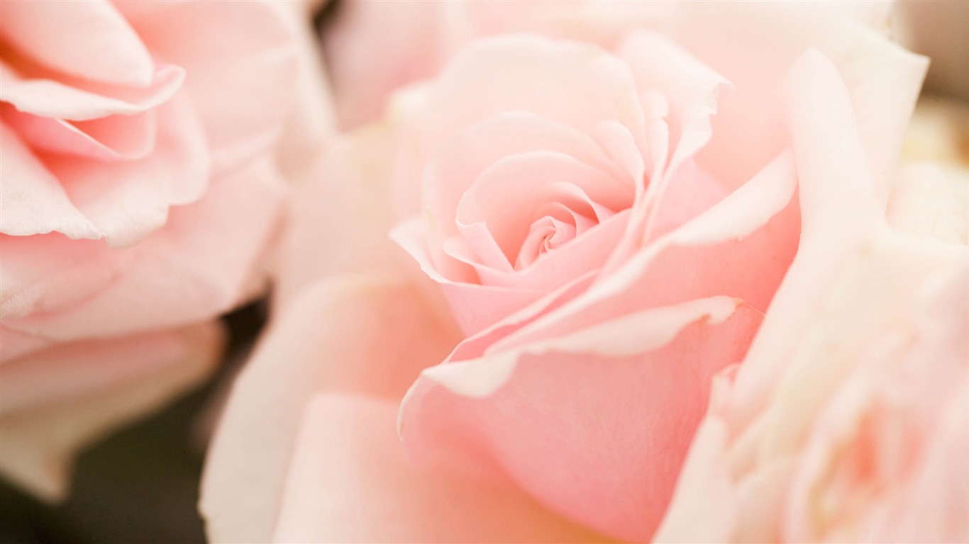 Widescreen wallpaper flowers close-up (14) #10 - 1366x768