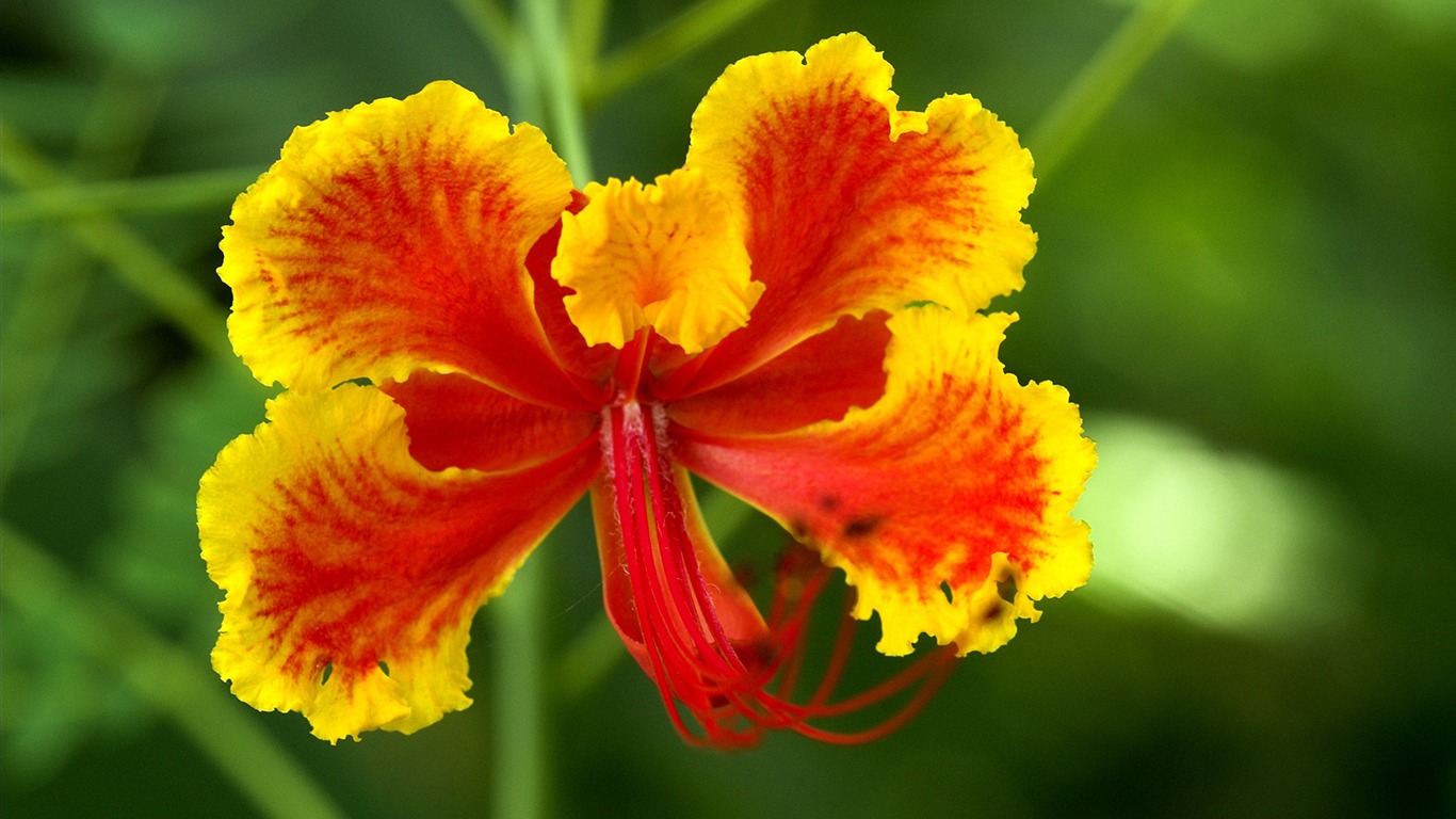 Widescreen wallpaper flowers close-up (14) #12 - 1366x768