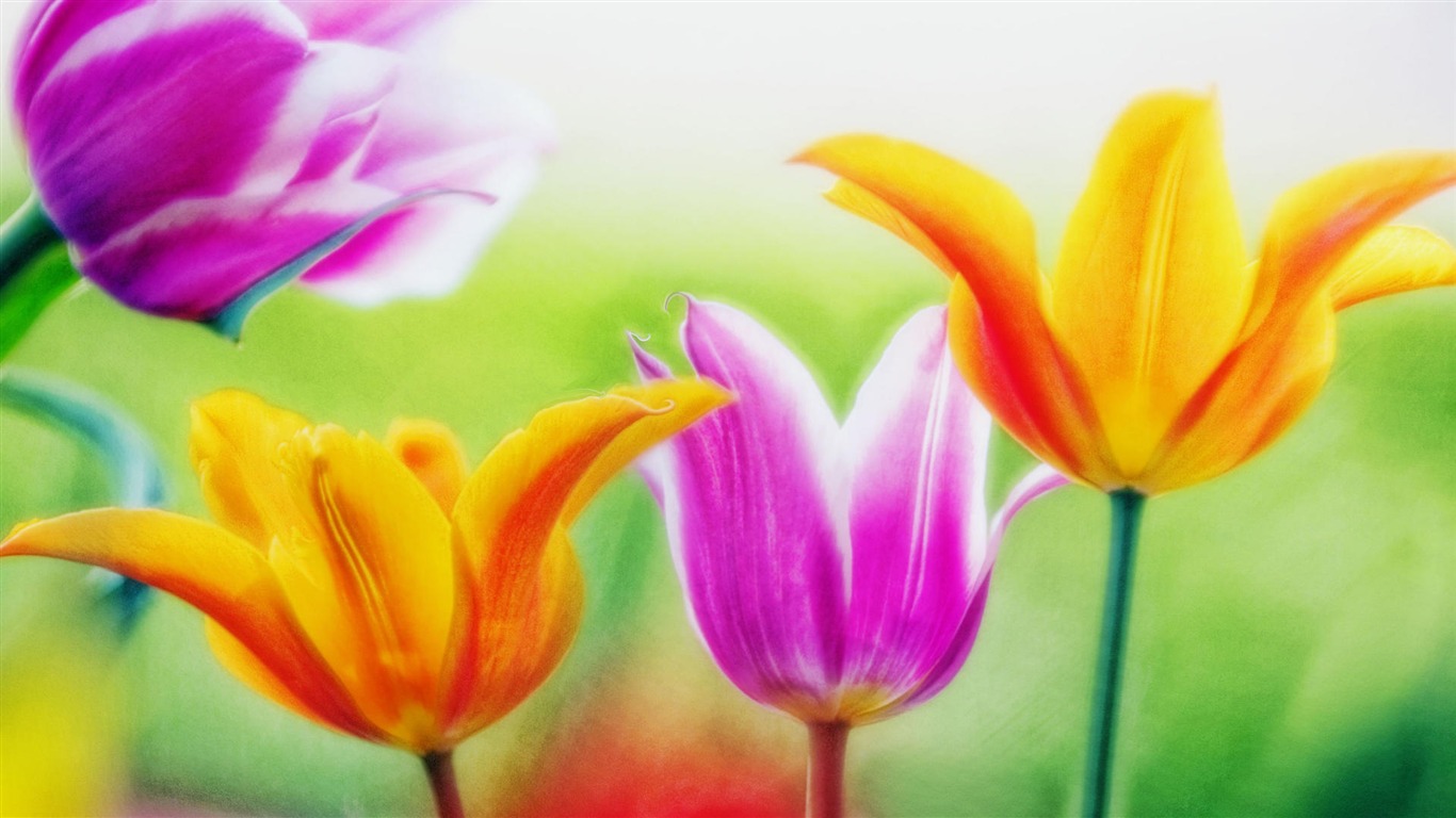 Widescreen wallpaper flowers close-up (14) #14 - 1366x768