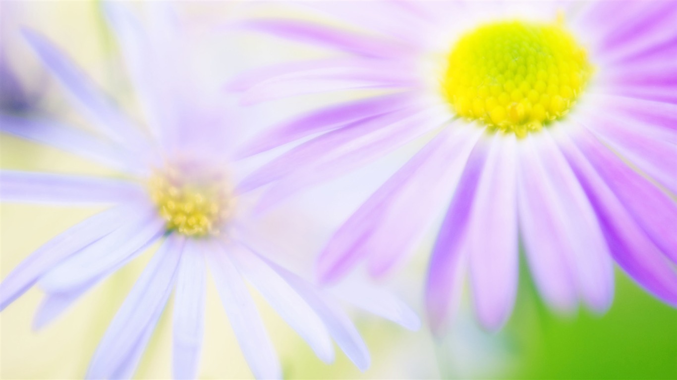 Widescreen-Wallpaper Blumen close-up (14) #15 - 1366x768