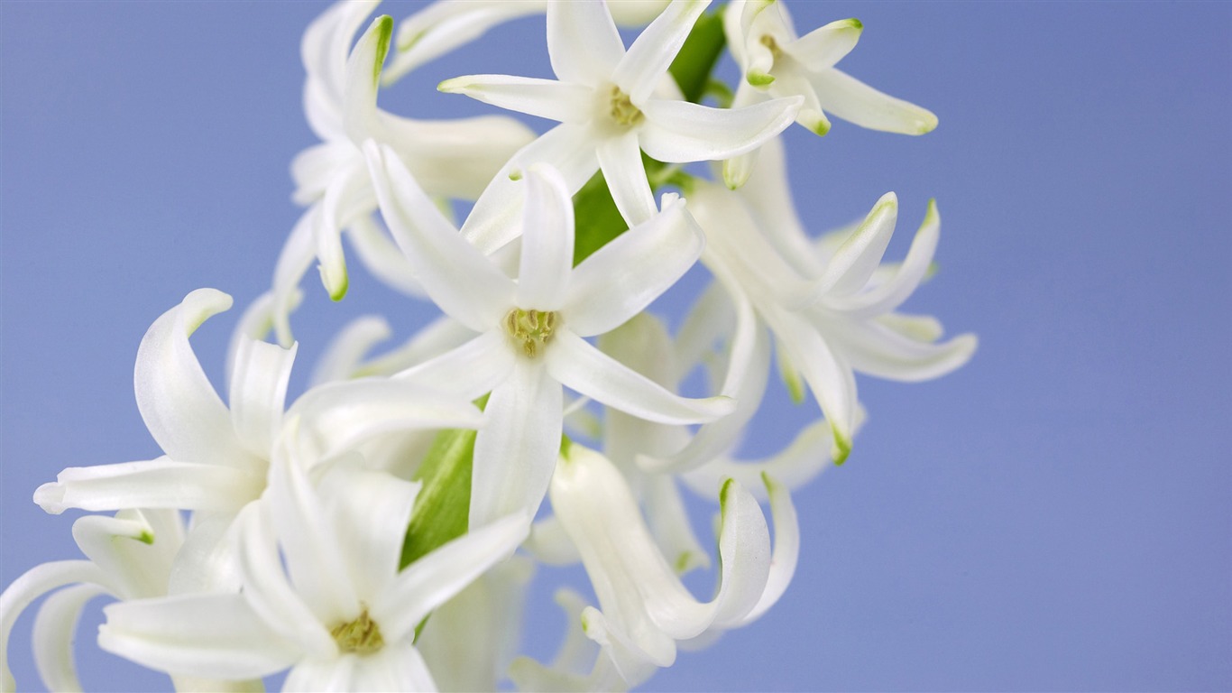 fleurs fond d'écran Widescreen close-up (14) #16 - 1366x768