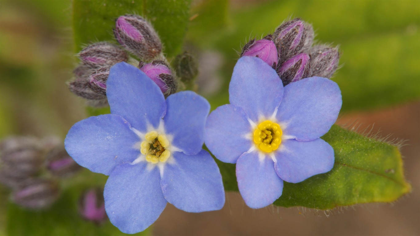 Widescreen wallpaper flowers close-up (14) #17 - 1366x768