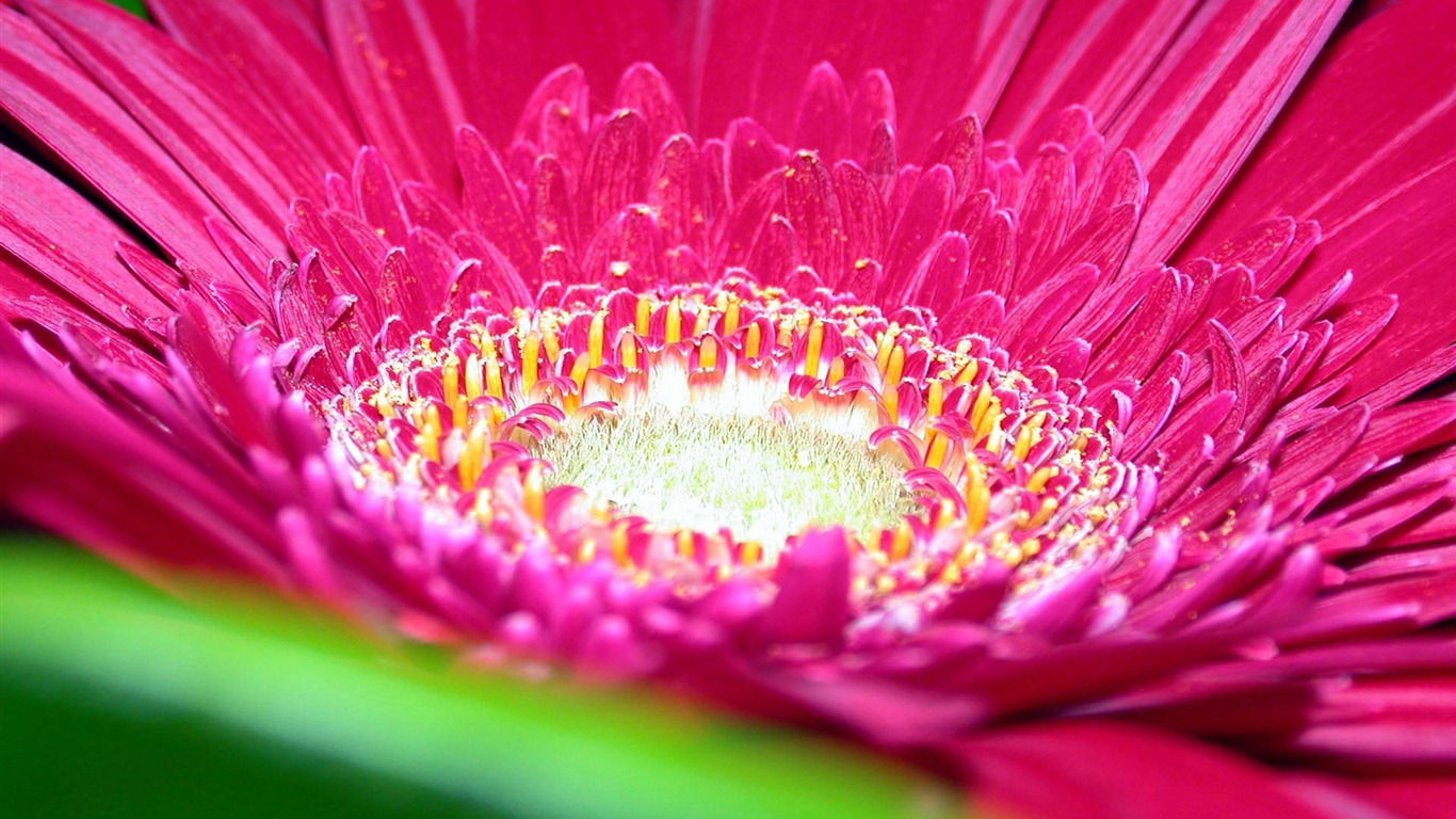 寬屏鮮花特寫 壁紙(15) #1 - 1366x768